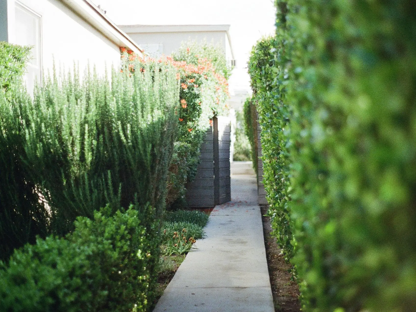 Camino entre plantas de un jardín